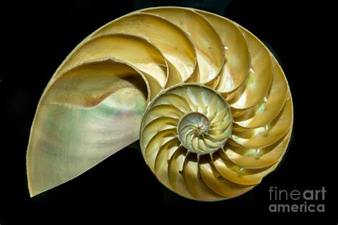 nautilus shell pictures